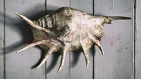 Spider Conch - வேகமாக அழிந்து கொண்டிருக்கும் சிலந்தி சங்குகள்!