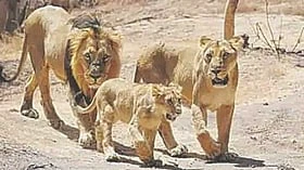 குஜராத்தில் உயர்ந்து வரும் சிங்கங்களின் எண்ணிக்கை!