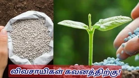 விவசாயிகளே! DAP உரத்திற்கு மாற்று உரம் எது தெரியுமா!