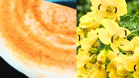சுவையான ஆவாரம்பூ தோசை - பொரிச்ச குழம்பு செய்யலாம் வாங்க!