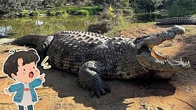 124 வயதிலும் ஆரோக்கியமாக இருக்கும் முதலை! விஞ்ஞானிகளை வியக்க வைக்கும் அதிசயம்!