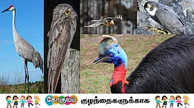 உலகின் மிகவும் ஆபத்தான 5 பறவைகள்... அறிவோமா குட்டீஸ்?