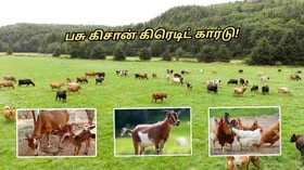 கால்நடை விவசாயிகளுக்கு உதவும் கிரெடிட் கார்டு பற்றி தெரியுமா?