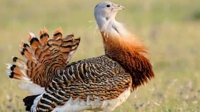 அழிவின் விளிம்பில் இருந்த Great Indian Bustard பறவையினத்தை மீட்ட இந்தியா!