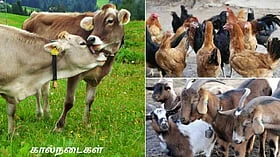 கால்நடை வளர்ப்பில் இளைஞர்களை ஊக்குவிக்க, டாப் 4 திட்டங்கள்!