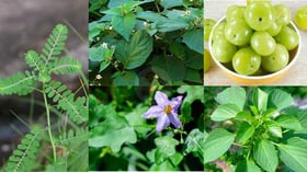 5 வகை மூலிகை தாவரங்களின் அரிய ஆரோக்கியப் பலன்கள்!