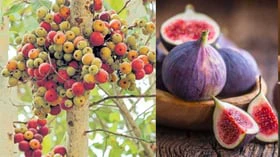 அத்திப்பழம் வெஜிடேரியனா அல்லது நான்-வெஜிடேரியன் ஃபுரூட்டா?