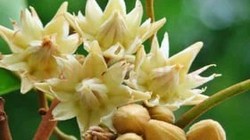 மகிழம் பூ மணத்துக்கு மட்டுமல்ல; மருத்துவத்துக்கும் சிறந்தது!