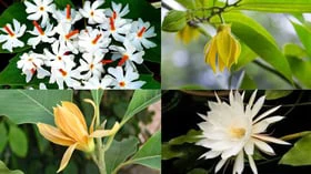 தெய்வீக அம்சம் கொண்ட மலர்கள் வீட்டில் இருந்தால் என்ன பலன் தெரியுமா?