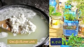 கெட்டுப்போன பாலில் உரம் தயாரிக்கலாமா? இது தெரியுமா?