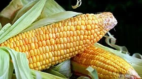 மக்காச்சோளம் உடலுக்குத் தரும் 9 வித ஆரோக்கிய நன்மைகள்!