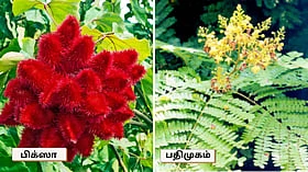 சுற்றுச்சூழலுக்கு உகந்த சாய மரங்கள்!