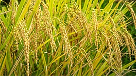 அரிசி உற்பத்தியில் சீனாவை பின்னுக்குத் தள்ளி முதலிடத்தைப் பிடித்த இந்தியா!