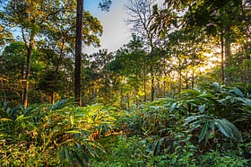Maharashtra Clears Diversion Of 937 Hectares Of Forest Land In Gadchiroli For Lloyds Metals Expansion