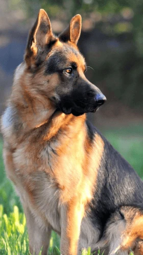 Alsatian Dogs: உடல்நலம் சரி இல்லாதவர்களுக்கு நல்லதொரு தோழன்!
