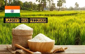 Rice Production:भारतीय किसानों की मेहनत रंग लाई, अब दुनिया में भारत का चावल नंबर वन