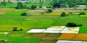 Odisha: Collectors told to clear land cases by May 30