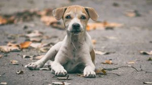A Stray Dog Named Kali Saved 30 Children From a Cobra and Died Doing It - Odisha's Village Will Not Forget Her