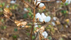 Agriculture commodities price today, April 13: Cotton jumps 17.62% YoY while tea spikes 8.14% daily