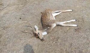 బేగంపేటలో జింక మృతి