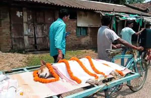 Stray dog saves 30 kids, dies fighting snake