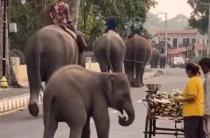 Baby elephant collects 'cuteness tax' from street vendor in viral video, watch
