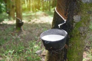 Rubber cultivation rewrites rural fortunes