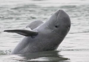 Irrawaddy dolphins found near Rushikulya river