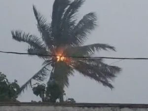 కొబ్బరి చెట్టుపై పడ్డ పిడుగు