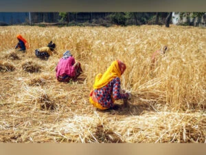 Unseasonal rains, hailstorms may cut wheat output by up to 10%
