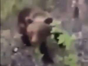 Viral video: 'Crazy' man kicks bear, which was minding its own business; high drama unfolds