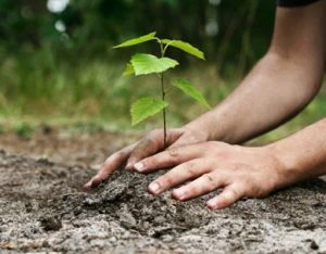 Plant trees as per your zodiac sign and watch your luck bloom