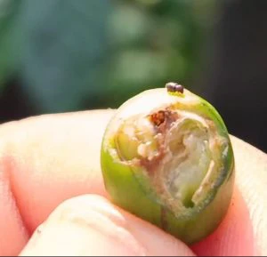 Berry borer infestation in Andhra alarms Koraput coffee cultivators