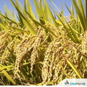 China: Study confirms rice fish farming boosts yield and cuts pesticide use