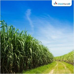 Thailand: Mitr Phol pushes green sugarcane harvesting, achieves 96% fresh cane supply