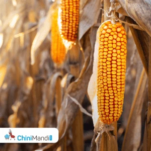Three PAU-developed maize hybrids identified for national release by ICAR's varietal identification committee