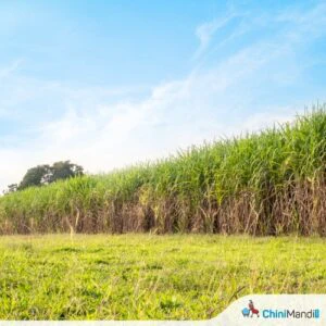 उत्तराखंड : ऊस लागवड क्षेत्र वाढविण्यासह आगामी गळीत हंगामाच्या तयारीवर साखर कारखान्यांचा भर