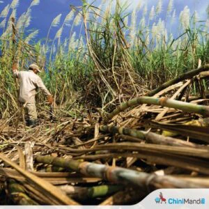 Fiji cane growers to get $68.04 per tonne after government top-up; farmers express disappointment