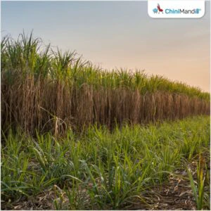 સરકારે શેરડીનો ખરીદ ભાવ ₹4,500 પ્રતિ ટન નક્કી કરવાની જરૂર છે: પીએમકે નેતા અંબુમણી રામદાસ