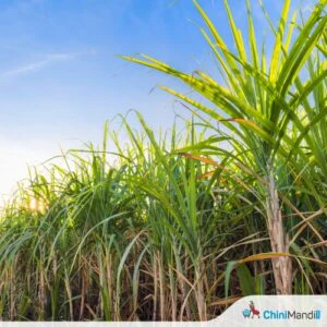 Bihar plans hiring centres to modernise sugarcane farming