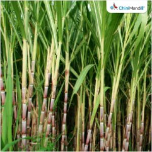 તમિલનાડુ: ખેડૂતો શેરડીના સંગ્રહ માટે સરકારી ગોદામોની માંગ કરે છે