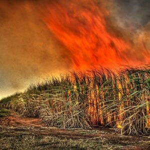 Thailand cuts pre-harvest sugarcane burning to 3.8% in 2025-26 season
