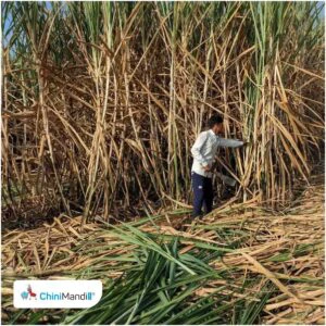 उत्तर प्रदेश में गन्ना मूल्य भुगतान बकाया से पेराई सत्र के अंत में बढ़ा दबाव, किसानों के सामने आर्थिक संकट