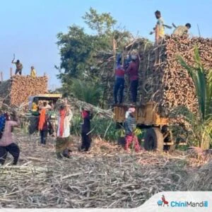 Cane cutters back to home as crushing season at finals stage