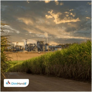 Australia: Queensland sugar industry decline sparks push to restore rainforest near Daintree