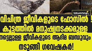 വിചിത്ര ജീവികളുടെ ഫോസില്‍ ! നടുങ്ങി ഗവേഷകര്‍ !
