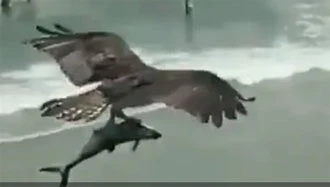సముద్రంలోని షార్క్ను అమాంతం ఎత్తుకెళ్లిన పెద్ద పక్షి