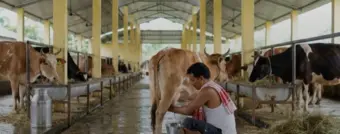 Assam government sets 10 lakh litres-a-day milk production goal to boost dairy sector