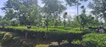 Tea Gardens North Bengal                                                                                    ছন্দহীন জলবায়ু আর ডলোমাইটের গ্রাসে বিপ্ননতার মুখে তরাই ও ডুয়ার্সের চা বাগান
