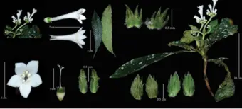 Scientists discover new flowering plant in Arunachal Pradesh, name it after Dy CM Chowna Mein